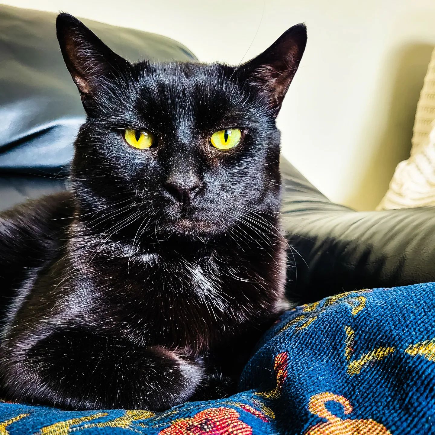 animal crossing game